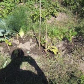 Beet4- nach-BlumenkohlGeerntet 2026-07-22 10.39.